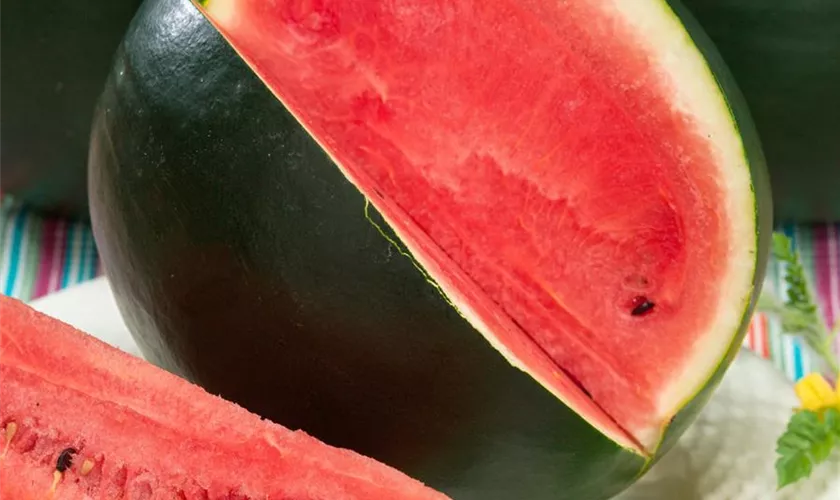 Wassermelone 'Red Star'