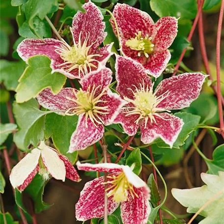 Clematis cirrhosa 'Freckles'