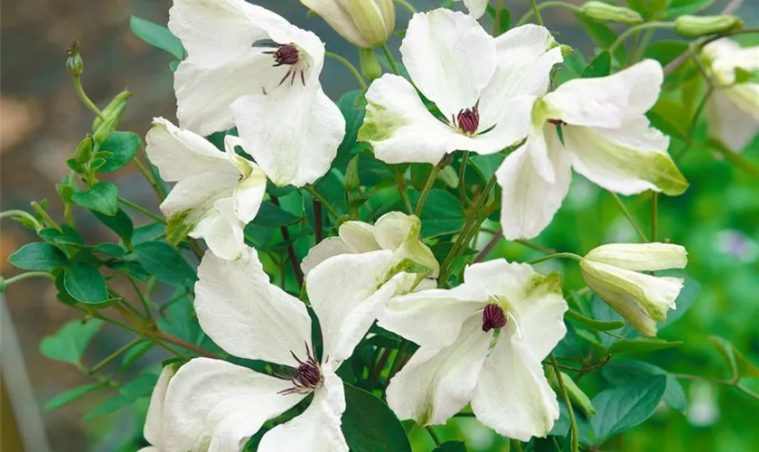 Clematis montana 'Alba'