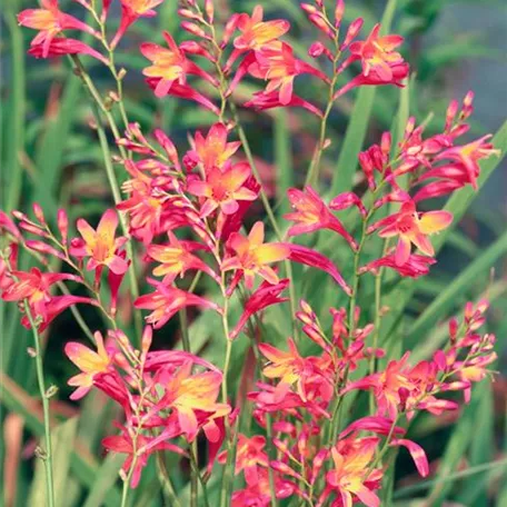 Crocosmia x crocosmiiflora 'Carmin Brilliant'