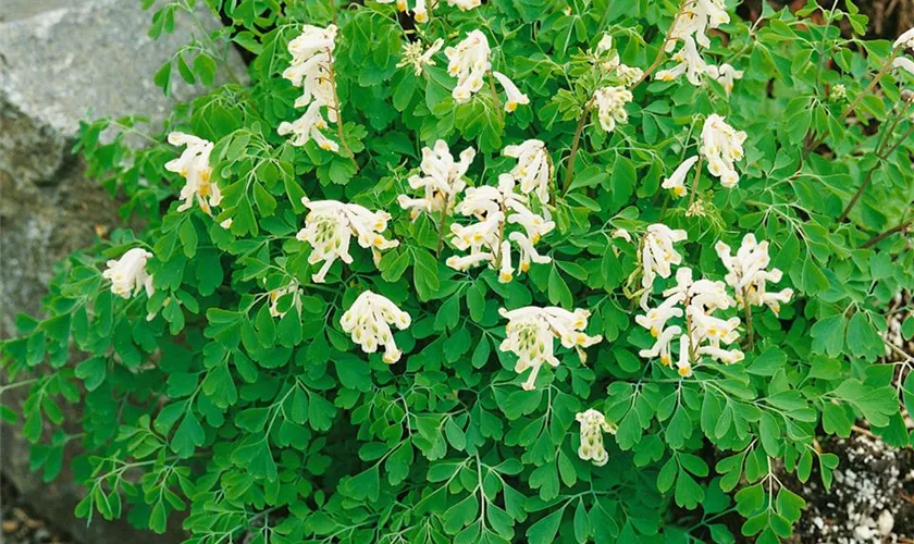 Corydalis cava 'Alba'