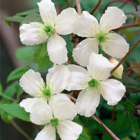 Clematis cirrhosa 'Jingle Bells'