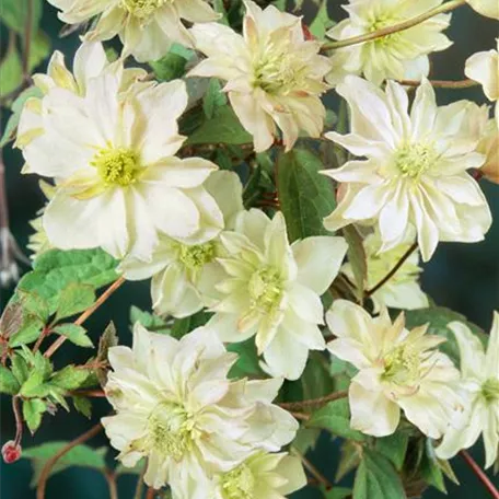 Clematis montana 'Double Delight'