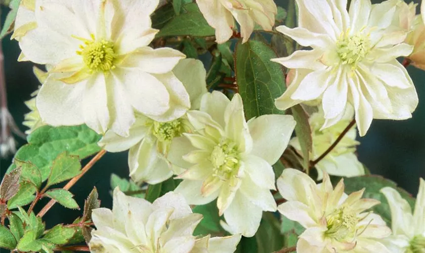 Clematis montana 'Margaret Jones'