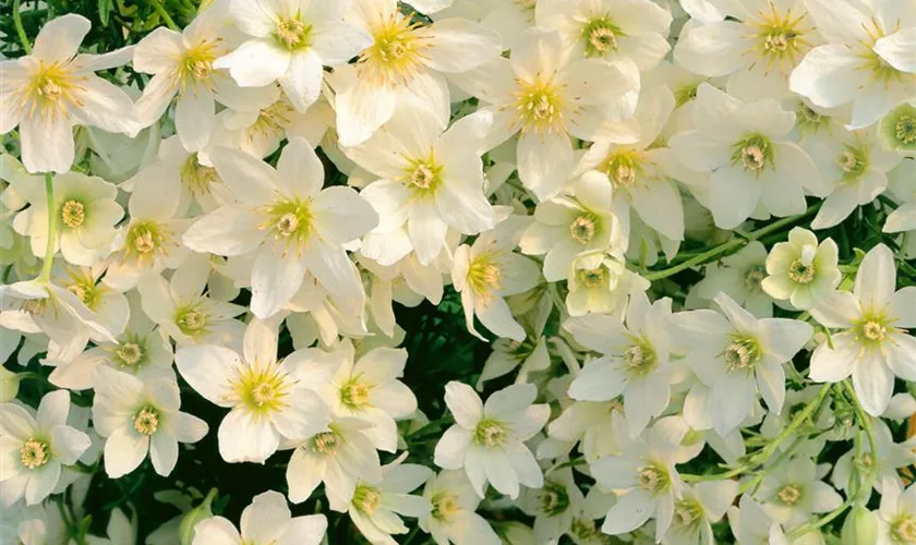 Waldrebe 'White Abundance'