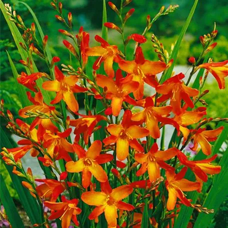 Crocosmia x crocosmiiflora 'Emberglow'