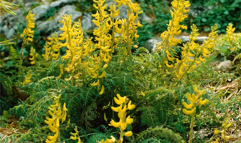 Corydalis cheilanthifolia 'Manchu'®