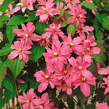 Clematis montana 'Dusky Star'(s)