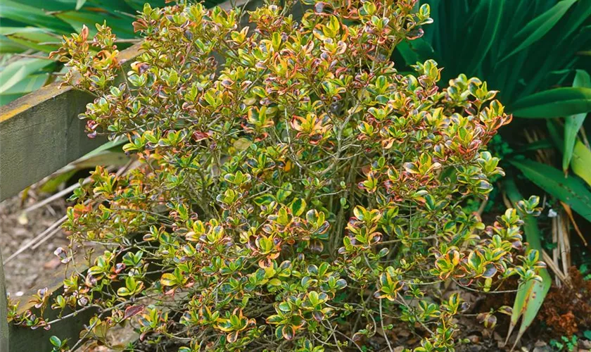 Koprosma 'Pride'