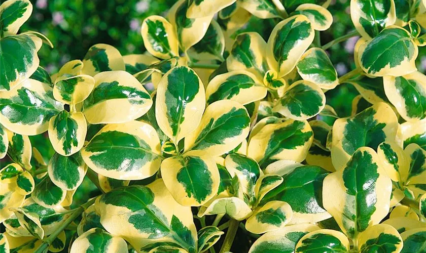 Koprosma 'Taupata Gold'