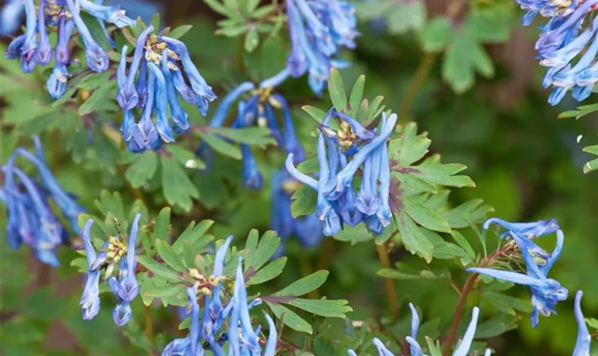 Corydalis curviflora var. rosthornii 'Blue Heron'