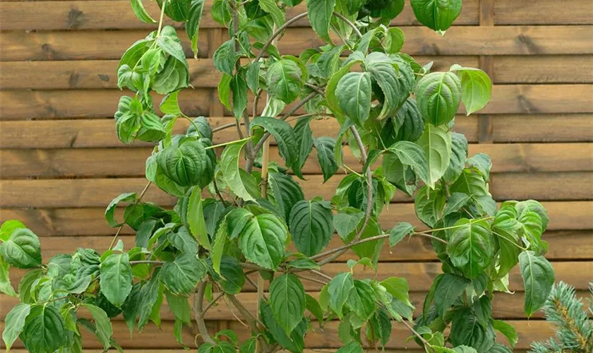 Japanischer Blumen-Hartriegel 'Pendula'