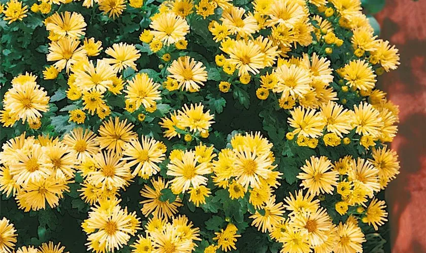 Multiflora-Chrysantheme 'Pistache'