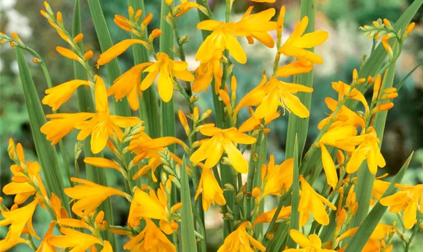 Crocosmia x crocosmiiflora 'George Davison'