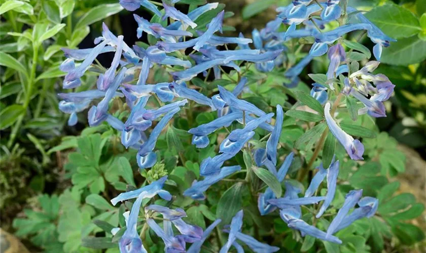 Hoher Garten-Lerchensporn 'Blue Summit'