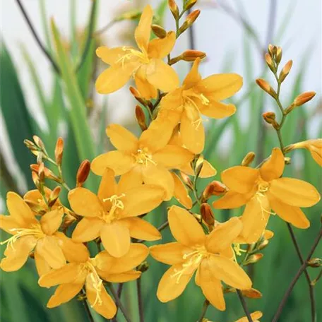 Crocosmia x crocosmiiflora 'John Boots'