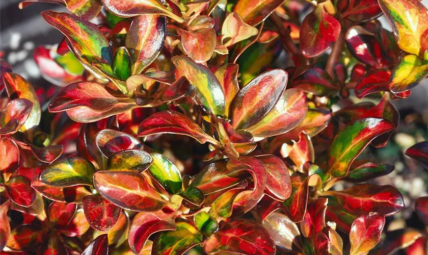 Koprosma 'Pink Splendor'