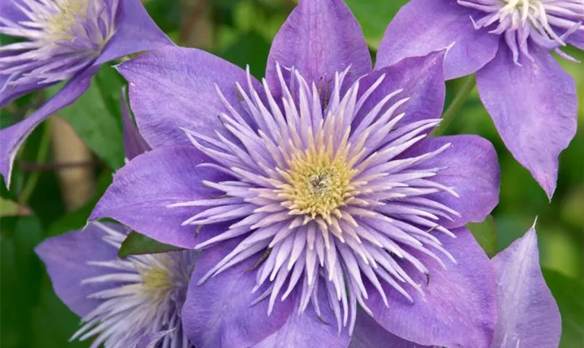 Waldrebe 'Crystal Fountain'