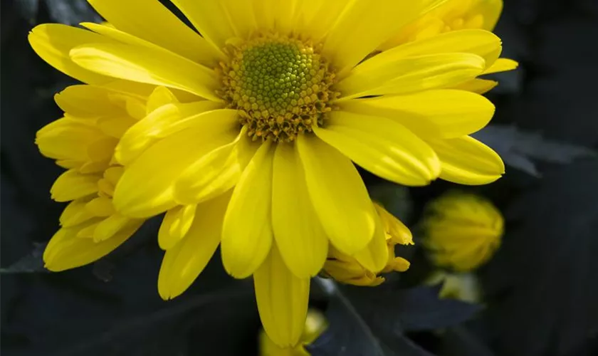 Multiflora-Chrysantheme 'Tabata Yellow'