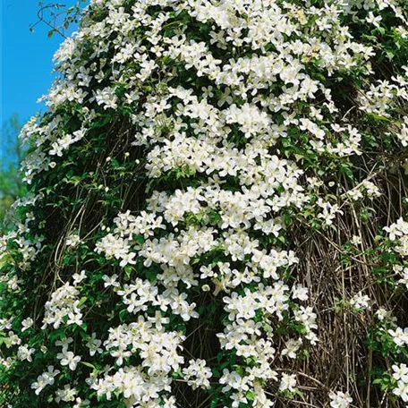 Clematis montana 'Grandiflora'