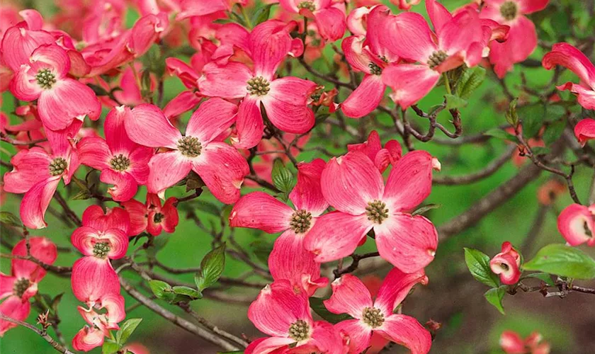 Cornus florida 'Red Pygmy'