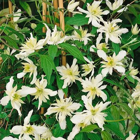 Clematis montana 'Jenny Keay'