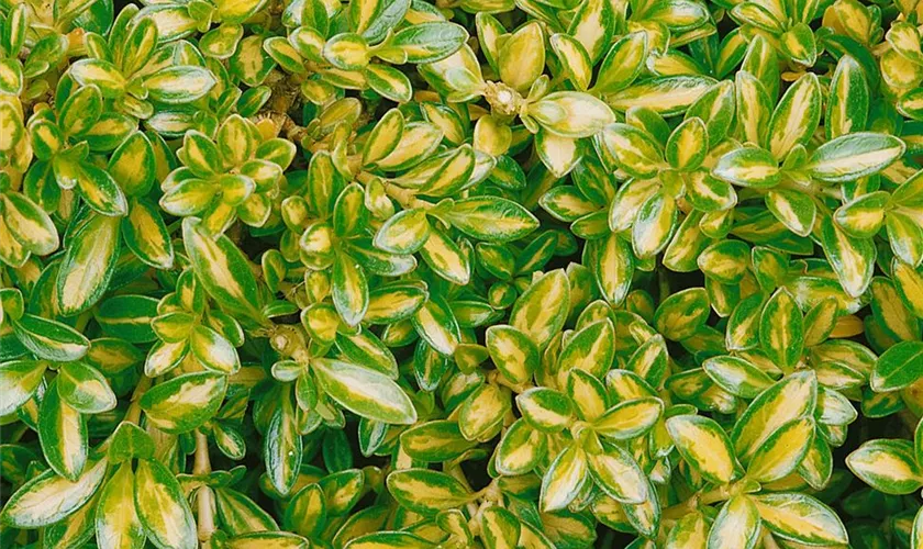 Koprosma 'Lemon Lime'