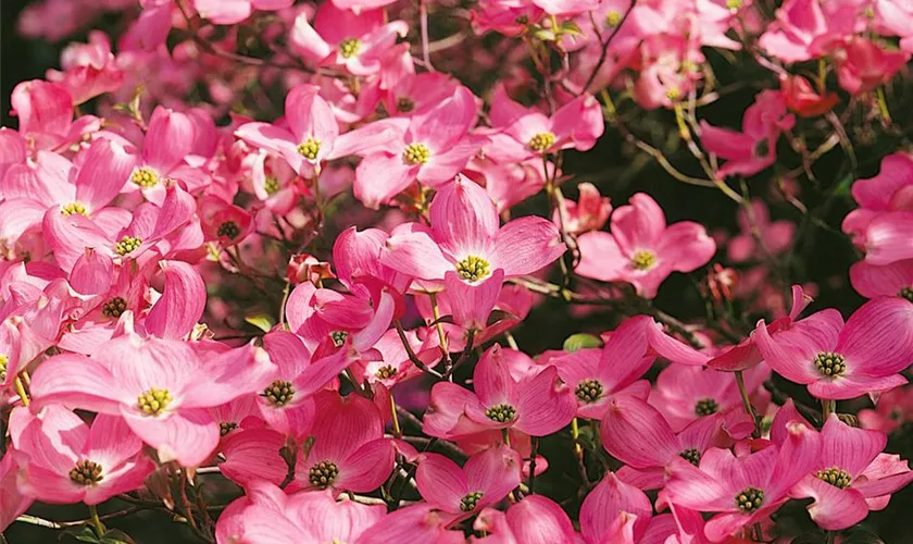 Roter Blumen-Hartriegel 'Rubra'