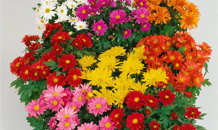 Multiflora-Chrysantheme 'Trio'