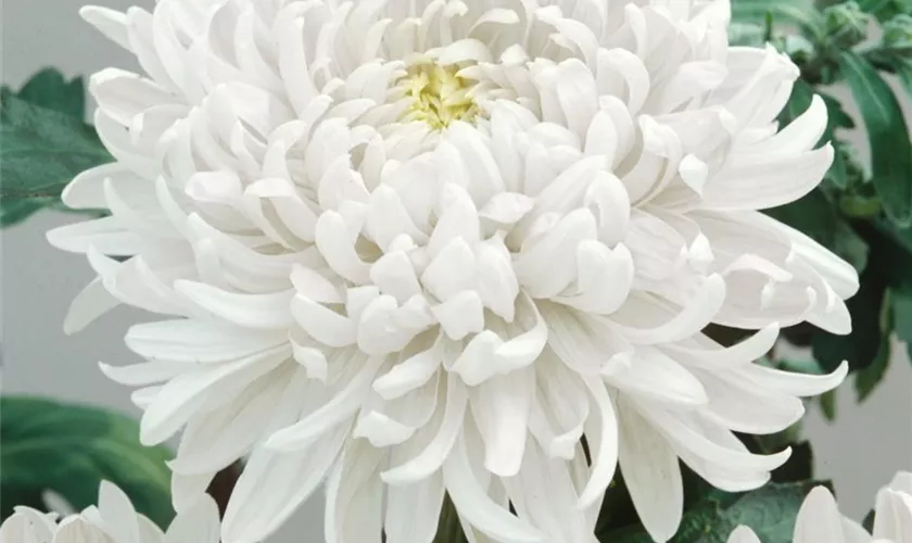 Chrysanthemum 'Organza'®