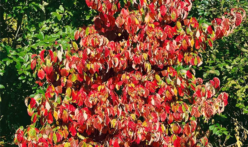 Cornus florida 'Welchii'