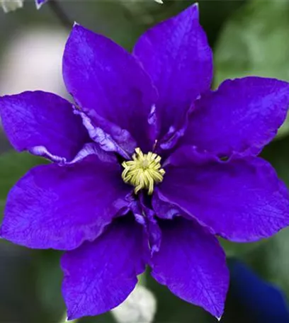 Blumenbeete in Blau und Violett