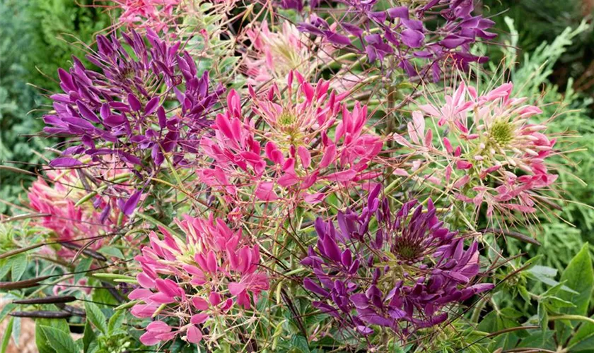 Cleome 'Odyssee'