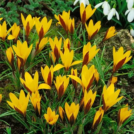 Crocus angustifolius 'Minor'