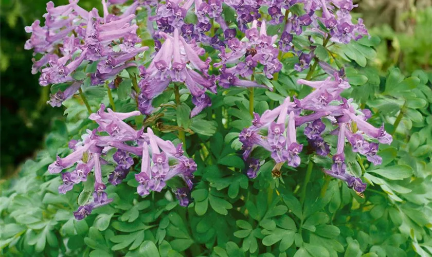 Corydalis solida