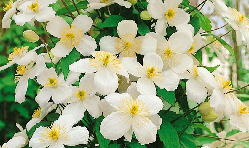 Clematis montana 'Peveril'