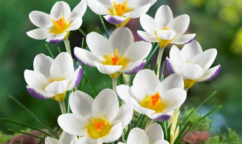 Crocus chrysanthus 'Blue Bird'