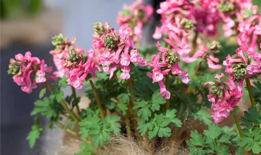 Corydalis solida 'Beth Evans'