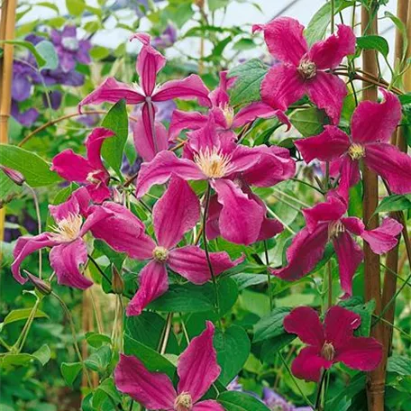 Clematis diversifolia 'Blue Pirouette'