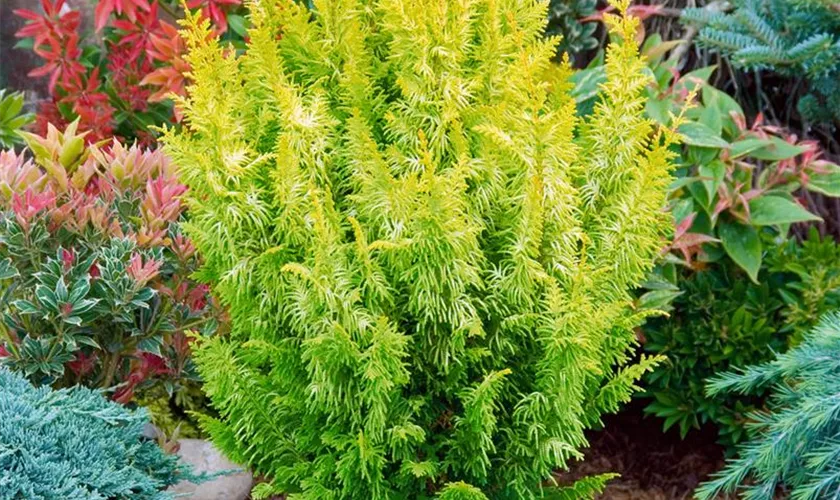 Zwerg-Hinoki-Scheinzypr.'Tetragona Aurea'