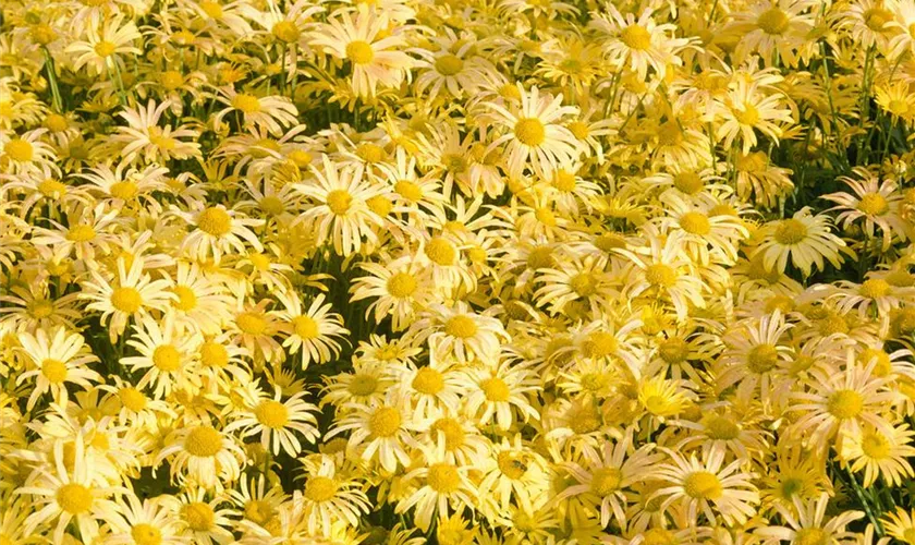 Chrysanthemum rubellum 'Mary Stocker'