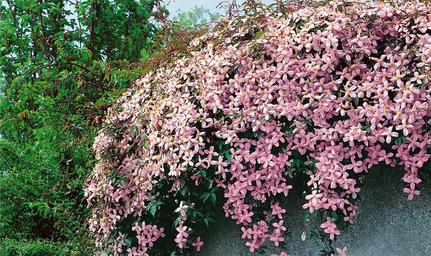 Clematis montana 'Pink Perfektion'