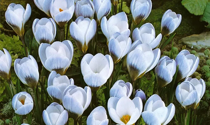 Crocus chrysanthus 'Blue Pearl'