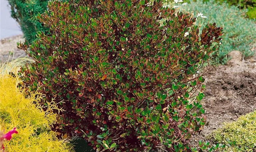 Koprosma 'Yvonne'