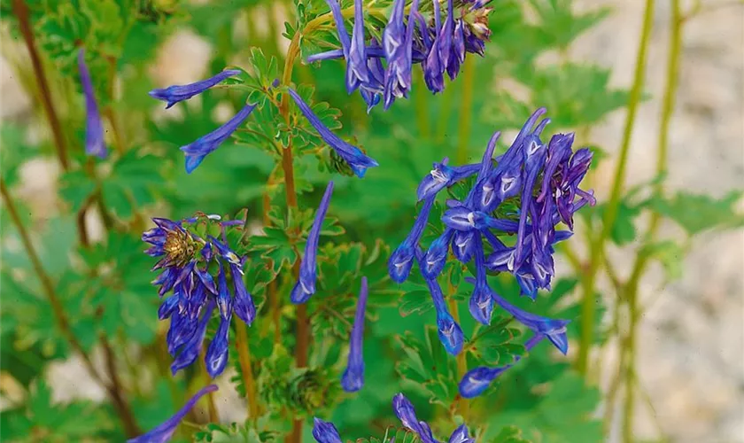 Hoher Garten-Lerchensporn 'Spinners'