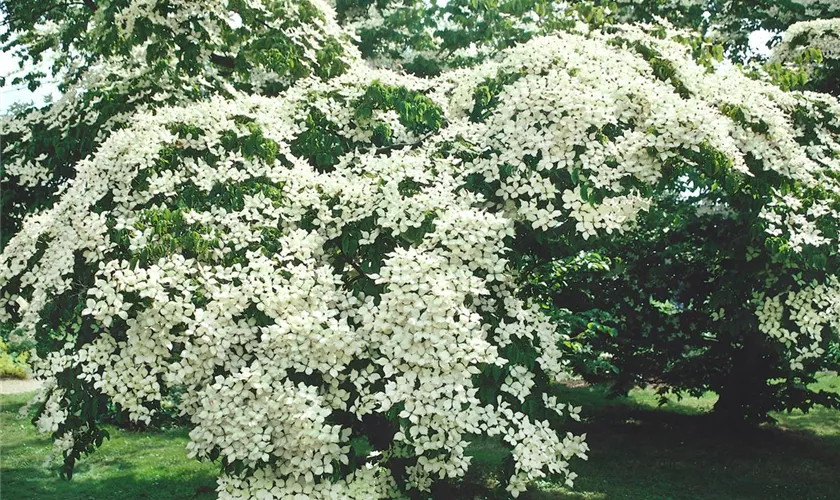 Cornus kousa 'Akabana'