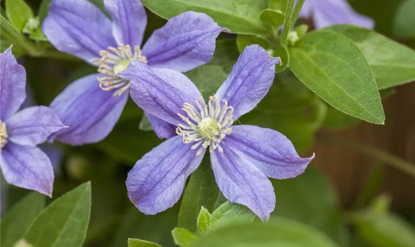 Clematis diversifolia 'Arabella'