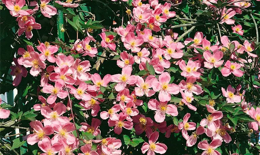 Clematis montana 'Rosebud'(s)