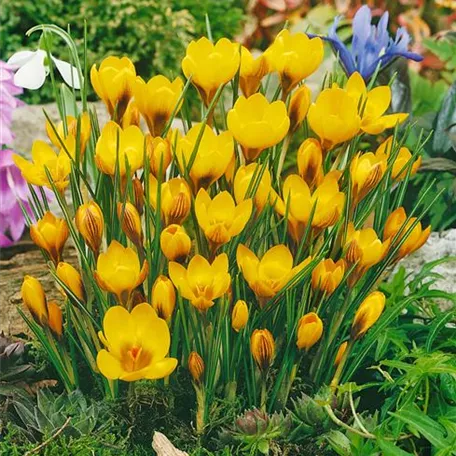 Kleiner Garten-Krokus 'Goldilocks'