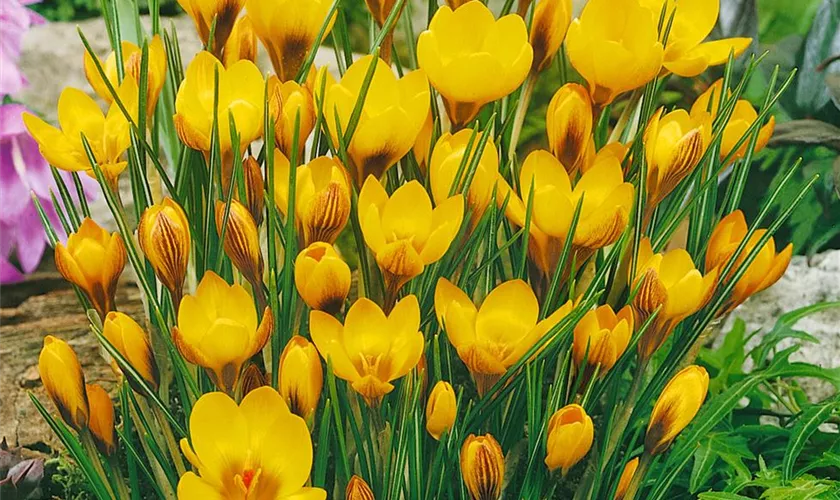 Crocus chrysanthus 'Goldilocks'